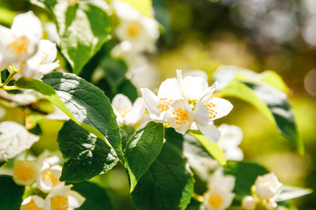 Beautiful white jasmine blossom flowers in spring time. Background with flowering jasmin bush. Inspirational natural floral spring blooming garden or park. Flower art design. Aromatherapy conceptの写真素材
