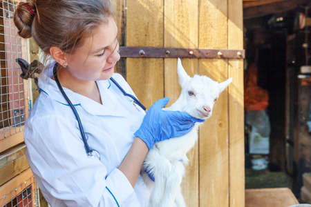 Young veterinarian woman with stethoscope holding and examining goat kid on ranch background. Young goatling in vet hands for check up in natural eco farm. Modern animal livestock, ecological farmingの写真素材