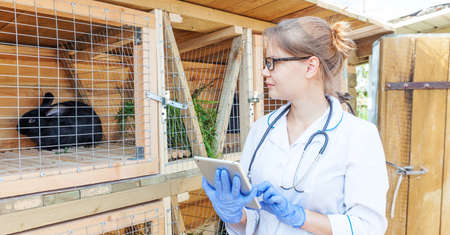 Veterinarian woman with tablet computer checking animal health status on barn ranch background. Vet...