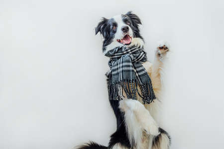 Funny cute puppy dog border collie wearing warm clothes scarf around neck isolated on white background. Winter or autumn dog portrait. Hello autumn fall. Hygge mood cold weather concept.の写真素材