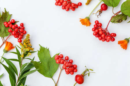 Autumn floral composition. Frame made of autumn plants viburnum berries orange flowers isolated on...