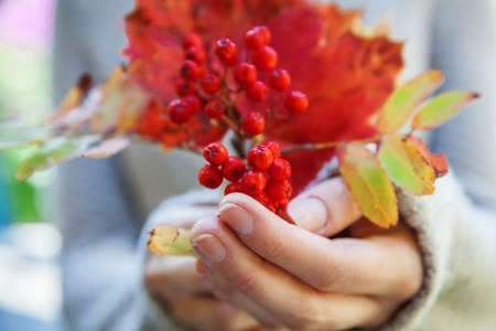 Closeup natural fall view of woman hands holding autumn bouquet red orange maple leaves rowan bunch on park background. Inspirational nature october or september wallpaper. Change of seasons concept.の写真素材