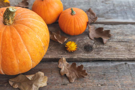 Autumnal Background. Natural autumn fall view pumpkins on wooden background. Inspirational october...