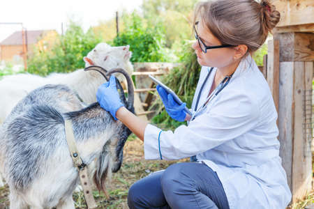 Young veterinarian woman with tablet computer examining goat on ranch background. Vet doctor check up goat in natural eco farm. Animal care and ecological livestock farming conceptの写真素材