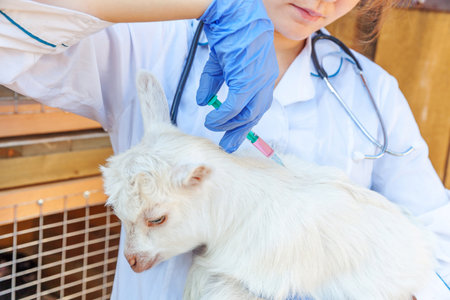 Young veterinarian woman with syringe holding and injecting goat kid on ranch background. Young goatling with vet hands, vaccination in natural eco farm. Animal care and ecological farming conceptの写真素材
