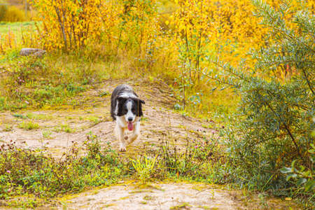 Outdoor portrait of cute smiling puppy border collie running in autumn park outdoor. Little dog with funny face on walking in sunny autumn fall day. Hello Autumn cold weather conceptの写真素材