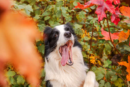 Puppy dog border collie with funny face playing jumping on fall colorful foliage background in park outdoor. Dog on walking in autumn day. Hello Autumn cold weather concept.の写真素材