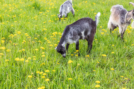Cute free range goatling on organic natural eco animal farm freely grazing in meadow background. Domestic goat graze chewing in pasture. Modern animal livestock, ecological farming. Animal rights.の写真素材