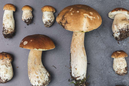 Autumn fall composition. Raw edible mushrooms Penny Bun on dark black stone shale background. Ceps...