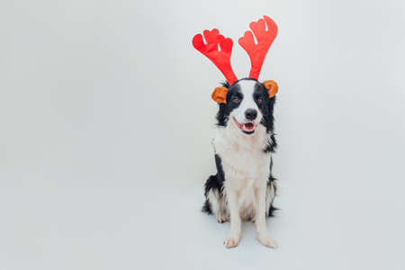 Funny portrait of cute smiling puppy dog border collie wearing Christmas costume red deer horns hat isolated on white background. Preparation for holiday. Happy Merry Christmas conceptの写真素材