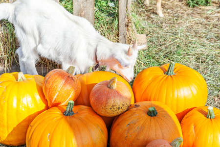 Goat sniffing pumpkin on organic natural eco animal farm in autumn fall season. Change of seasons, ripe organic food concept. Halloween party Thanksgiving dayの写真素材