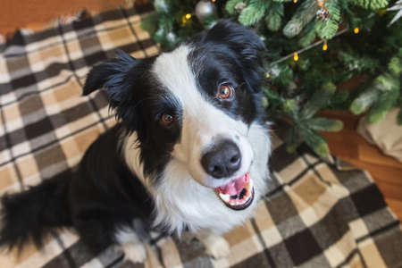 Funny portrait of cute puppy dog border collie near Christmas tree at home indoors. Preparation for holiday. Happy Merry Christmas conceptの写真素材