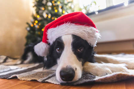 Funny portrait of cute puppy dog border collie wearing Christmas costume red Santa Claus hat near christmas tree at home indoors background. Preparation for holiday. Happy Merry Christmas concept.の写真素材