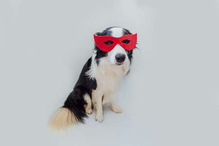Funny portrait of cute dog border collie in superhero costume isolated on white background. Puppy wearing red super hero mask in carnival or halloween. Justice help strenght conceptの写真素材