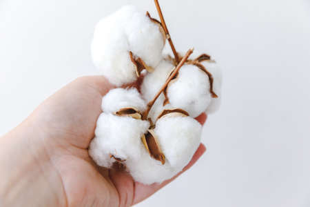 Woman hand holding dried white cotton flower isolated on white background. Fabric cloth softness natural organic farm allergy concept.の写真素材