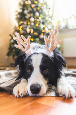 Funny portrait of cute puppy dog border collie wearing Christmas costume deer horns hat near christmas tree at home indoors background. Preparation for holiday. Happy Merry Christmas concept.の写真素材