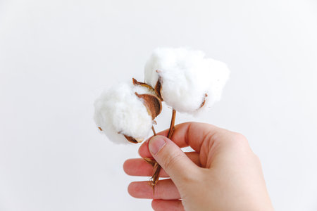 Woman hand holding dried white cotton flower isolated on white background. Fabric cloth softness...