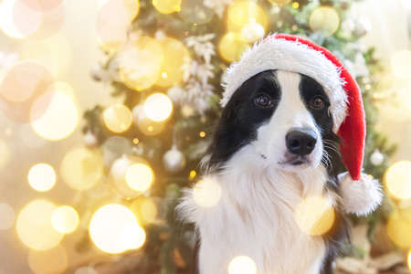 Funny portrait of cute puppy dog border collie wearing Christmas costume red Santa Claus hat near christmas tree at home indoors background. Preparation for holiday. Happy Merry Christmas conceptの写真素材