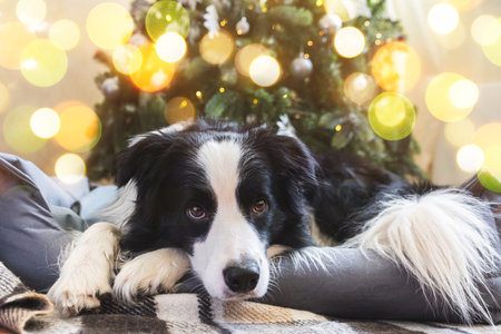 Funny portrait of cute puppy dog border collie near Christmas tree at home indoors. Preparation for holiday. Happy Merry Christmas concept.の写真素材