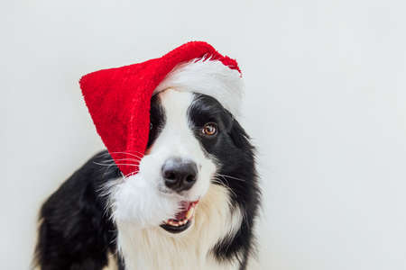 Funny portrait of cute smiling puppy dog border collie wearing Christmas costume red Santa Claus hat isolated on white background. Preparation for holiday Happy Merry Christmas conceptの写真素材