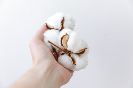 Woman hand holding dried white cotton flower isolated on white background. Fabric cloth softness...