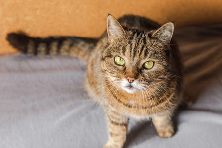 Funny portrait arrogant short-haired domestic tabby cat posing on dark brown background. Little kitten playing resting at home indoor. Pet care and animal life concept.の写真素材