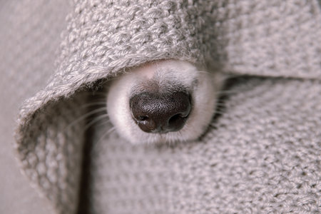 Funny puppy dog border collie lying on couch under warm knitted scarf indoors. Dog nose sticks out...