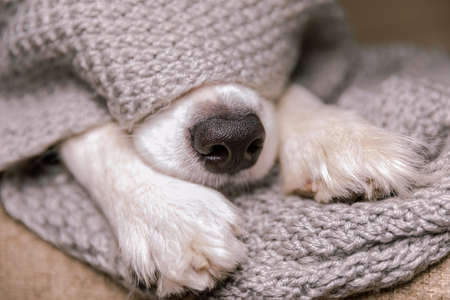 Funny puppy dog border collie lying on couch under warm knitted scarf indoors. Dog nose sticks out...