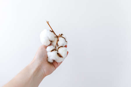 Woman hand holding dried white cotton flower isolated on white background. Fabric cloth softness...