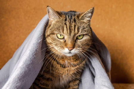 Funny arrogant domestic tabby cat lying on couch under plaid indoors. Kitten resting at home keeping...