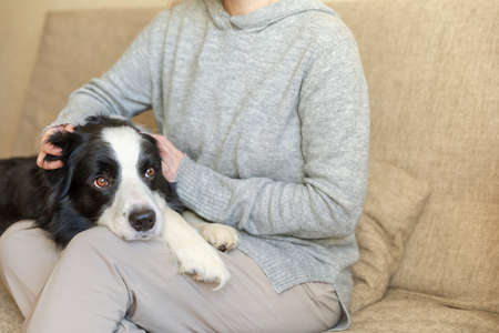 Unrecognizable woman playing with cute puppy dog border collie on couch at home indoor. Owner girl...