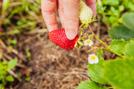 Gardening and agriculture concept. Female farm worker hand harvesting red fresh ripe organic strawberry in garden. Vegan vegetarian home grown food production. Woman picking strawberries in fieldの写真素材