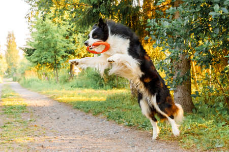 Outdoor portrait of cute funny puppy dog border collie catching toy in air. Dog playing with flying disk ring. Sports activity with dog in park outsideの写真素材
