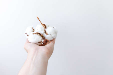 Woman hand holding dried white cotton flower isolated on white background. Fabric cloth softness natural organic farm allergy conceptの写真素材