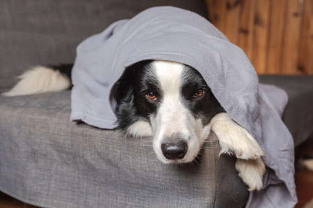 Funny puppy dog border collie lying on couch under plaid indoors. Little pet dog at home keeping warm hiding under blanket in cold fall autumn winter weather. Pet animal life Hygge mood conceptの写真素材
