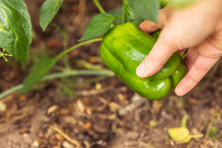 Gardening and agriculture concept. Female farm worker hand harvesting green fresh ripe organic bell pepper in garden. Vegan vegetarian home grown food production. Woman picking paprika pepperの写真素材