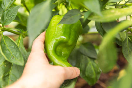 Gardening and agriculture concept. Female farm worker hand harvesting green fresh ripe organic bell pepper in garden. Vegan vegetarian home grown food production. Woman picking paprika pepperの写真素材