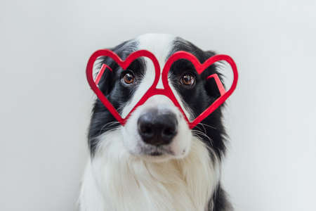 St. Valentines Day concept. Funny puppy dog border collie in red heart shaped glasses isolated on...