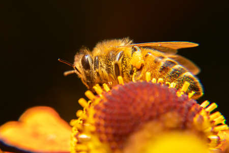 Honey bee covered with yellow pollen drink nectar, pollinating flower. Inspirational natural floral...