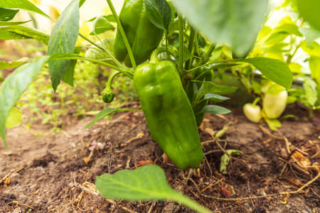 Gardening and agriculture concept. Perfect green fresh ripe organic bell pepper ready to harvesting on branch in garden. Vegan vegetarian home grown food production. Picking paprika pepperの写真素材