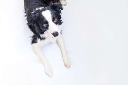 Funny portrait of cute smiling puppy dog border collie lying down isolated on white background. Pet dog with funny face looking at camera and waiting for reward. Funny pets animals life conceptの写真素材