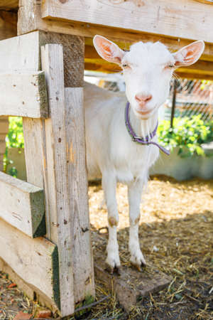 Cute free range goatling on organic natural eco animal farm freely grazing in yard on ranch background. Domestic goat graze in pasture. Modern animal livestock, ecological farming. Animal rightsの写真素材