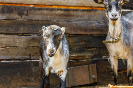 Modern animal livestock. Cute goat relaxing in yard on farm in summer day. Domestic goats grazing in pasture and chewing, countryside background. Goat in natural eco farm growing to give milk, cheeseの写真素材