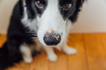 Happy Easter concept. Preparation for holiday. Cute puppy dog border collie with sugar sprinkle dots on nose. Doge nose with decoration for cake and bakery, close up. Spring greeting cardの写真素材