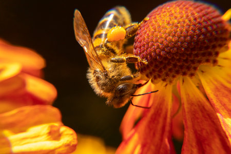 Honey bee covered with yellow pollen drink nectar, pollinating flower. Inspirational natural floral spring or summer blooming garden background. Life of insects. Extreme macro close up selective focusの写真素材
