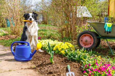 Dog border collie holding garden rake in mouth in garden background with wheelbarrow, watering can. Funny puppy dog as gardener fetching rake ready to planting. Gardening and agriculture conceptの写真素材