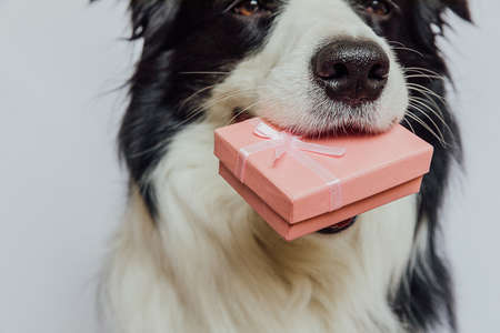 Puppy dog border collie holding pink gift box in mouth isolated on white background. Christmas New Year Birthday Valentine celebration present concept. Pet dog on holiday day gives gift. I'm sorryの写真素材