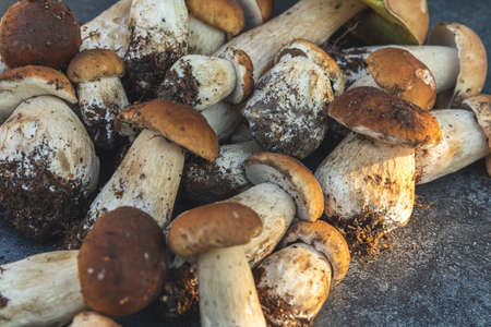 autumn fall composition. Raw edible mushrooms Penny Bun on dark black stone shale background. Ceps over gray table. Cooking delicious organic mushroom gourmet food. flat lay top viewの写真素材