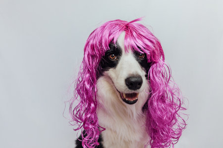 Pet dog border collie wearing colorful curly lilac wig isolated on white background. Funny puppy in pink wig in carnival or halloween party. Emotional pet muzzle. Grooming barber hairdresser conceptの写真素材