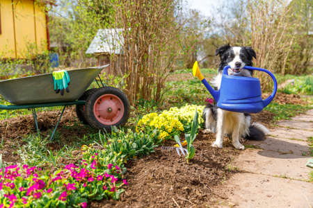 Outdoor portrait of cute dog border collie holding watering can in mouth on garden background. Funny puppy dog as gardener fetching watering can for irrigation. Gardening and agriculture conceptの写真素材